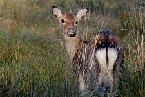 Sika deer (Cervus nippon) female, Klampenborg Dyrehaven, Denmark. October