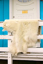 Polar bear (Ursus maritimus)  skin killed by an inuit hunter in Ilulissat, Greenland, July 2008.