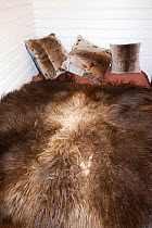 Musk Ox fleece on a bed at Camp Victor, Eqip Sermia, Greenland, July 2008. Camp Victor was the base for the French led expedition that explored the inland ice sheet in 1948 led by the French explorer...