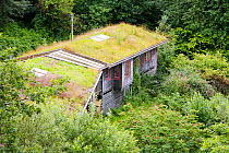 Turf roof on eco houses at the Centre for Alternative Technology in Machynlleth, Wales, UK, July,