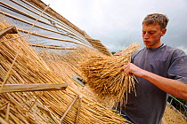 Man re-thatching old barn, Symondsbury, Dorset UK, June 2012.