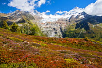 The Aiguillette des Posettes with Bilberry plants colouring up in late summer, above Chamonix, French Alps, and the rapidly retreating Glacier du tour. September 2014.