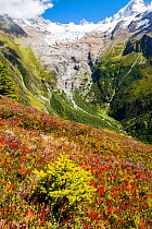 The Aiguillette des Posettes with Bilberry plants colouring up in late summer, above Chamonix, French Alps, and the rapidly retreating Glacier du tour. France, September 2014.