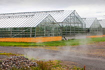 Greenhouses growing tomatoes heated by geothermal hot water near Husafell in Iceland. September 2010.