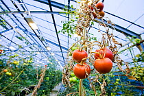 Tomatoes growing in greenhouse powered by geothermal heat, Hveragerdi , South West Iceland.