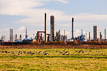 Salthome RSPB bird reserve in Billingham, Teeside, UK. Nature surviving in a heavily industrialised landscape. Canada Geese graze in front of a petrochemical works.