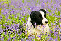 Border Collie dog lieing amongst bluebells in the Lake District, England, UK. May.