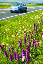 Orchids (Dactylorhiza sp) growing on a roadside verge in Cumbria, England, UK, July.