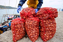 A fisherman landing whelks destined for the Asian market on the Cob at Lyme Regis, part of the World Heritage site of the Jurassic Coast, Dorset, UK. June 2012.