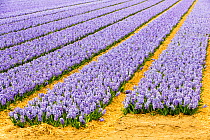 Hyacinth fields near Keukenhof, Lisse, Netherlands.