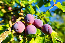 Plums growing in an orchard near Pershore, Vale of Evesham, Worcestershire, UK.