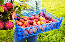 A woman picking Plums growing in an orchard near Pershore, Vale of Evesham, Worcestershire, UK. September 2013.
