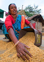 Village woman putting rice crop into container in a remote subsistence farming village  on an island in the Sunderbans, the Ganges Delta, Eastern India. December 2013.
