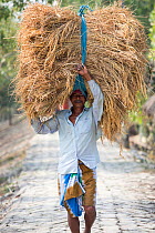 Man carrying Rice crop harvested by hand in the Sunderbans, Ganges Delta, India. 2013