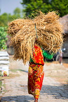 Woman carrying Rice crops harvested by hand in the Sunderbans, Ganges Delta, India.