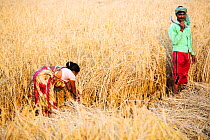 Rice crops harvested by hand in the Sunderbans, Ganges, Delta, India. December 2013.