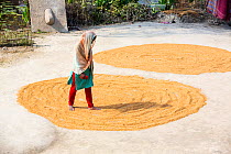 Woman drying her rice crop in the Sunderbans, Ganges, Delta, India. December 2013.