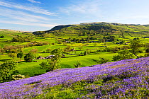 Bluebells growing on a limestone hill in the Yorkshire Dales National Park, UK. May.