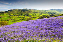 Bluebells growing on a limestone hill in the Yorkshire Dales National Park, UK.