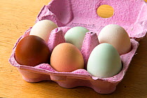 Box of free range eggs of varying colour from chickens of different breeds.