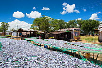 Fish caught in Lake Malawi, on drying racks at Cape Maclear, Malawi, Africa.