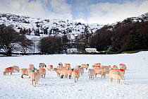 Sheep in a field in Grasmere in snow, Lake District National Park, England, UK, January.