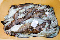 Greenland Halibut fish caught off Ilulissat, Greenland. July 2008.