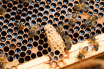 Bees (Apis mellifera) around a queen cell in a beehive which has been infected with Varoa mites (Varroa destructor) Cockermouth, Cumbria, UK, June.