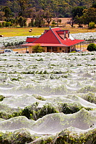 Vineyard with vines covered with netting to protect them  from birds. Buxton Ridge, Victoria, Australia