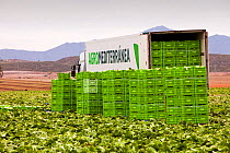 Lettuce crop harvest in a field near Sorbas, Southern Spain. May.