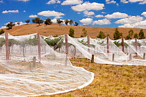 Grape vines near Shepperton, Victoria covered with netting  to protect them from birds. Australia. February 2010.