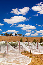 Grape vines near Shepperton, Victoria covered with netting to protect them from birds. Australia. February 2010.