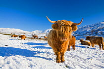 Highland cattle, with snowfall, Kirkstone Pass, Lake District,  England, UK, December 2008.
