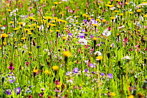 Wild Flowers growing in the Dolomite mountains of Italy.  Many alpine flowers are emerging earlier in the spring and migrating up the mountain sides in response to climate change.
