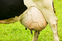 Dairy cow with a full udder
