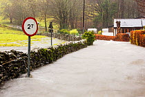 Flood waters on the Under Loughrigg Road, Ambleside, by Rothay Bridge, Lake District on Saturday 5th December 2015, during torrential rain from storm Desmond. England, UK, December 2015.