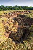 Large gully cut into field created by water from the River Wear after the river burst its banks, Durham, England, UK, July.