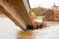 Footbridge over the River Derwent, collapsed during flooding, Workington, England, UK, November 2009.