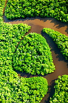 Aerial view of meandering river in rainforest on Fiji, March 2007.