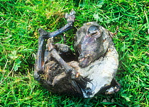 Aborted lamb foetus lying in field, UK.