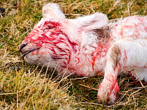 Lamb killed by a Greater Black Backed Gull (Larus marinus) that pecked its eyes out, Anglesey coast, Wales, UK.