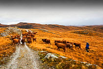 A farmer droves his cattle out of the remote Strath Na Sealga where they have been grazing over the summer, to take them in for winter time, near Dundonnel in the north West Highlands. Small repro onl...