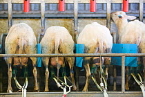 Milking sheep on a farm in Lazonby, Cumbria, England, UK, August.