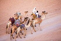Bedouins with their camels in the Sinai Desert near Dahab, Egypt, October 2008.