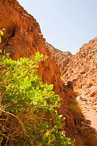 Drought resistant wild fig (Ficus) growing in Sinai desert, Dahab in Egypt.