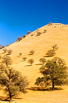 Drought killed trees near Tehachapi Pass, during California's four year long drought, USA. September 2014.