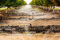 Almond trees (Prunus amygdalus) irrigation, California, USA, September 2014.