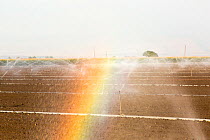 Rainbow in waterdroplets during irrigation during drought, California, USA, September 2014.