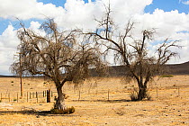 Drought killed trees in Bakersfield, California, USA. Following an unprecedented four year long drought, Bakersfield is now the driest city in the USA. September 2014.