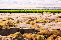 Image showing contrast between irrigated agricultural land and unirrigated surrounding land during severe drought, Califonia, USA, September 2014.